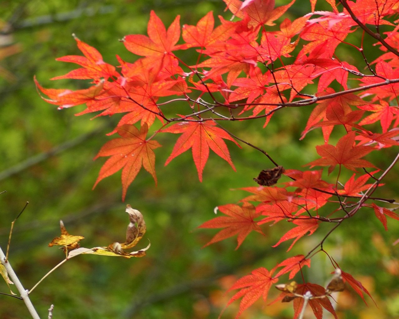 Japan Tour: Rokko Hory listy #5 - 1280x1024