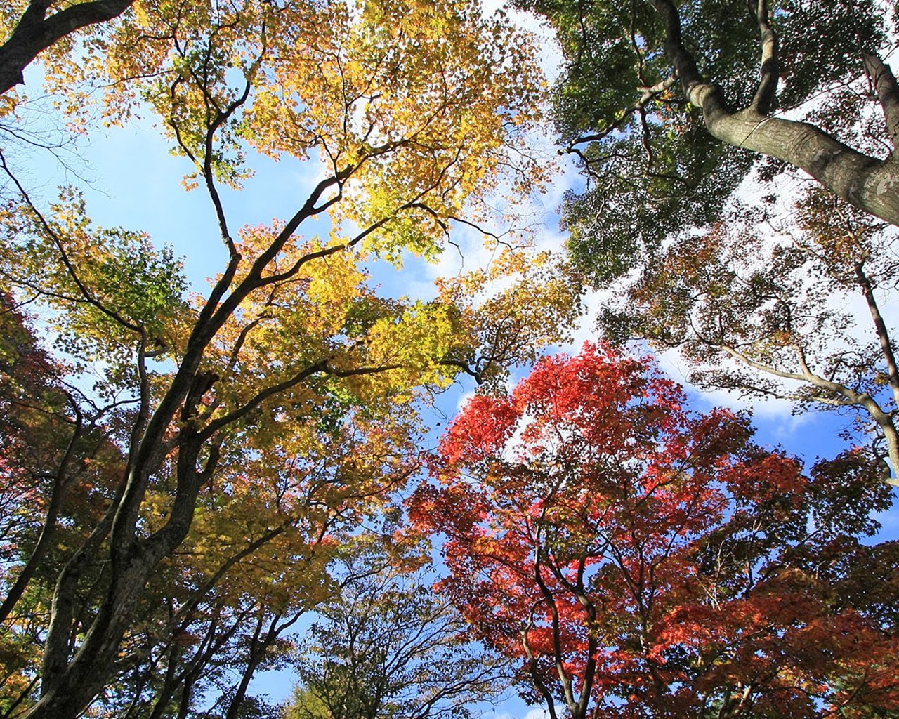 Japan Tour: Rokko Mountain leaves #11 - 1280x1024