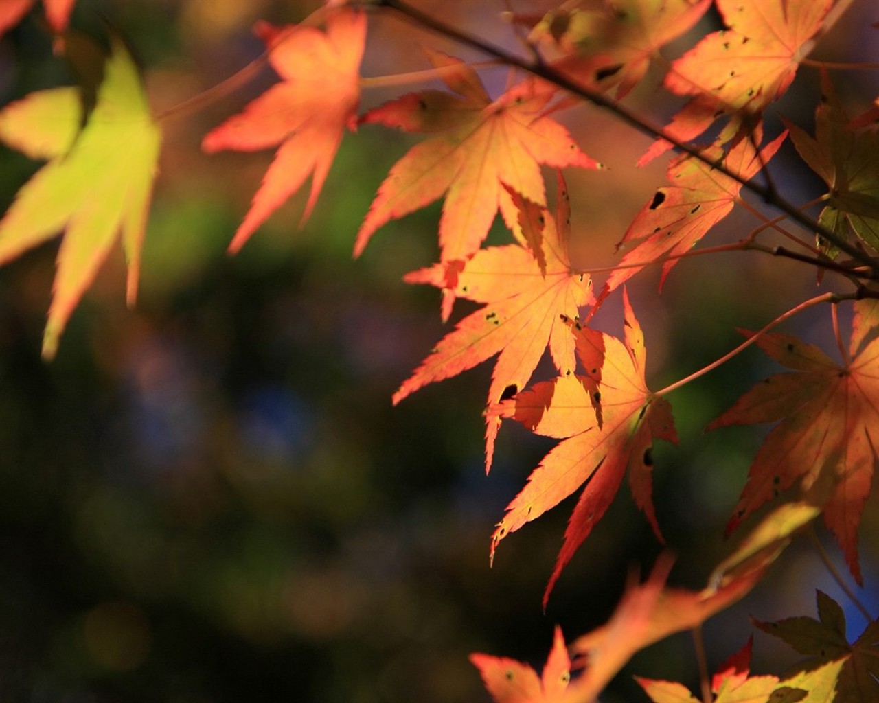 Japan Tour: Rokko Mountain leaves #16 - 1280x1024