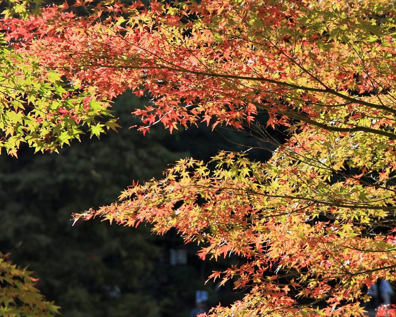 Japan Tour: Rokko Mountain leaves #18 - 1280x1024