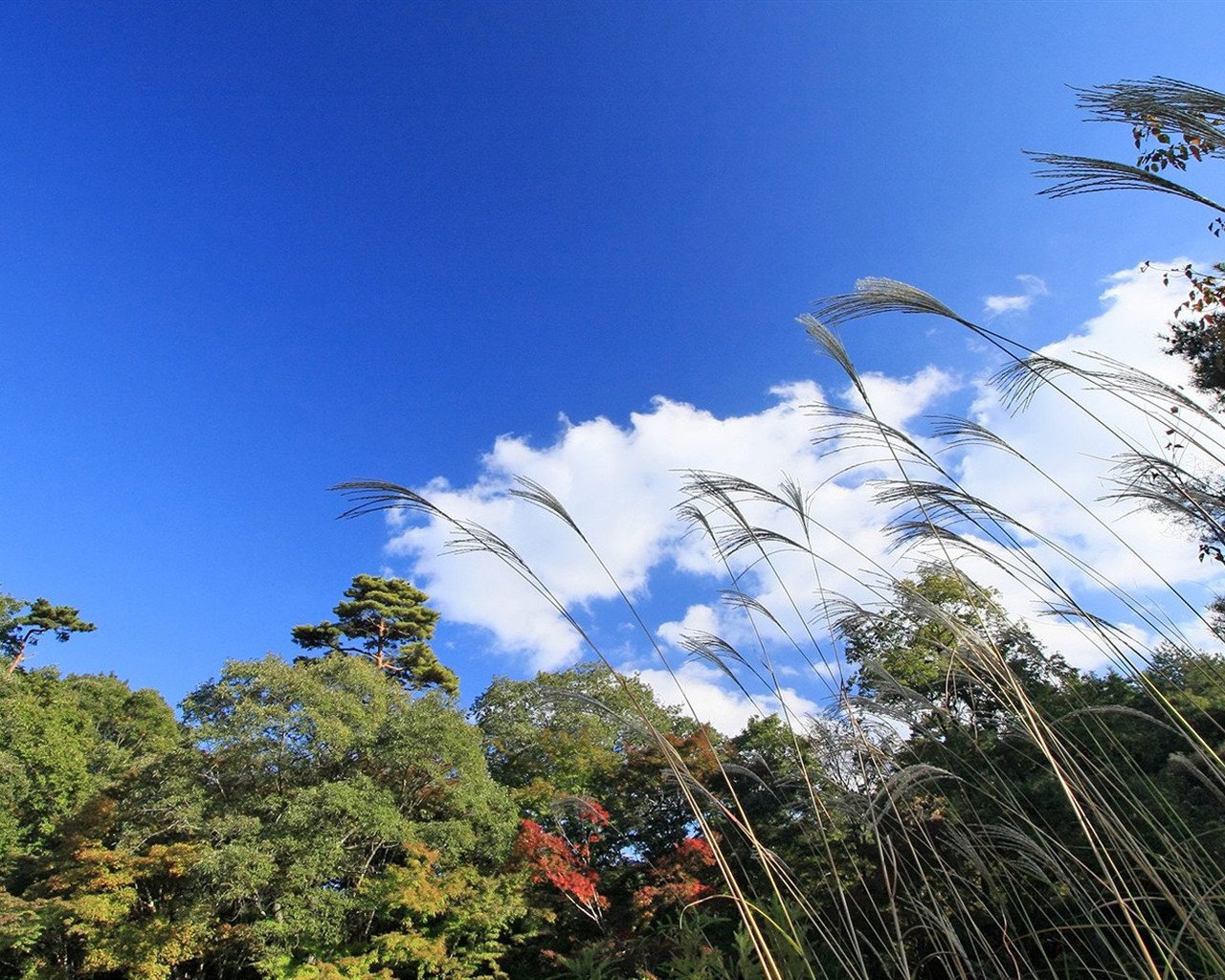 Japan Tour: Montañas Rokko hojas #21 - 1280x1024