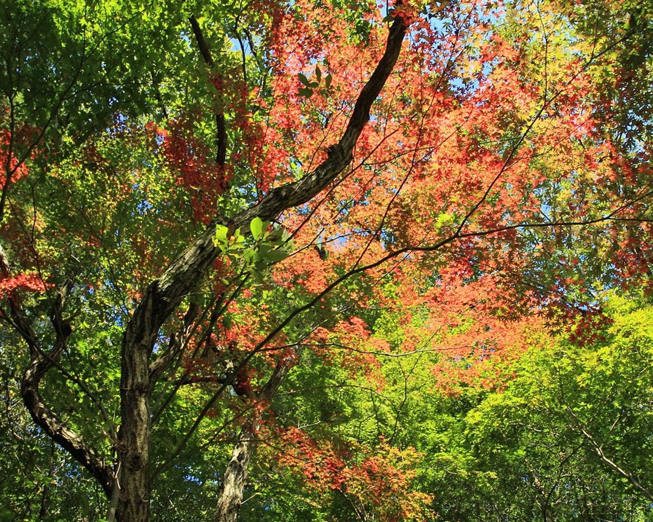 Japan Tour: Rokko Mountain leaves #22 - 1280x1024