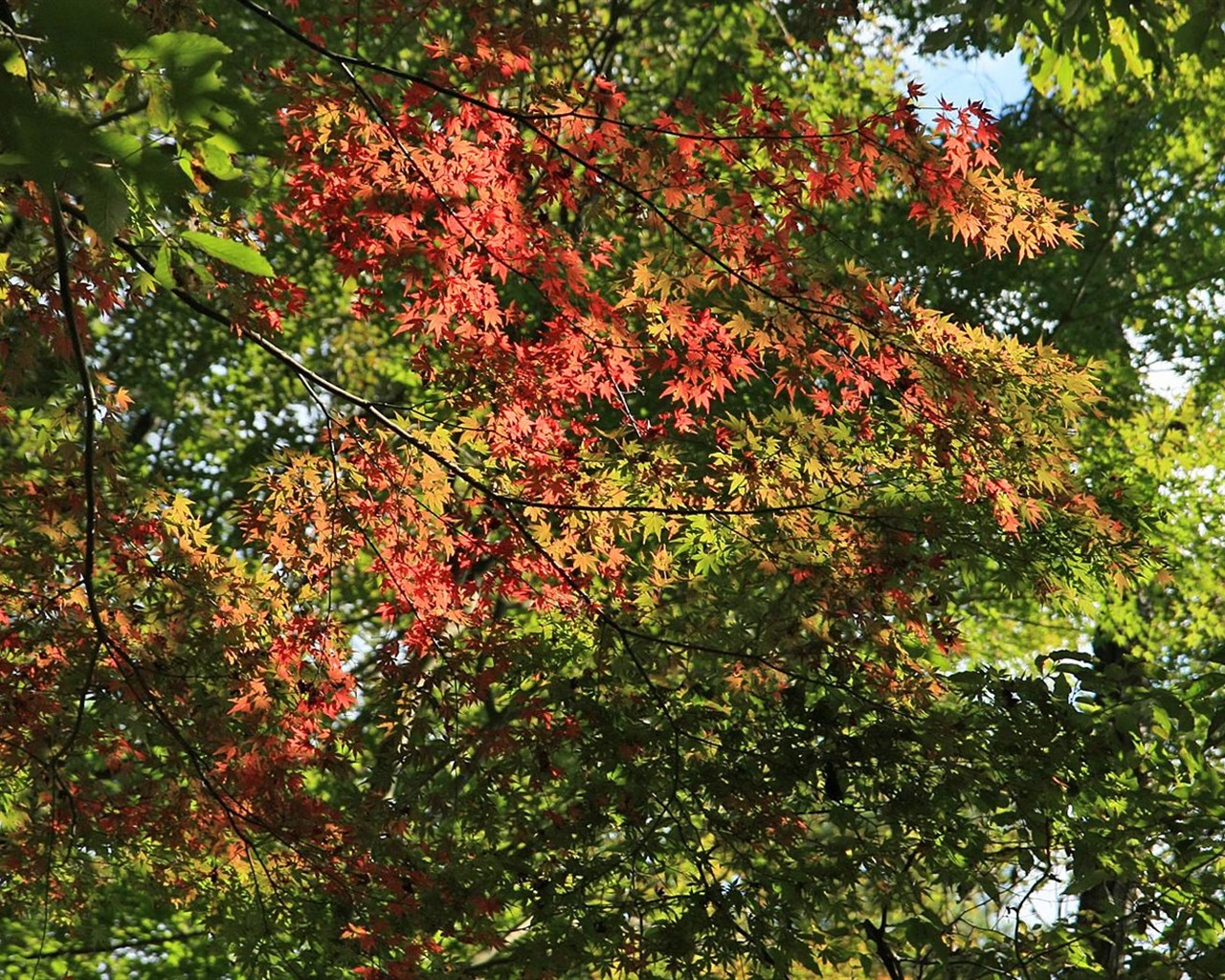 Japan Tour: Rokko Mountain leaves #23 - 1280x1024