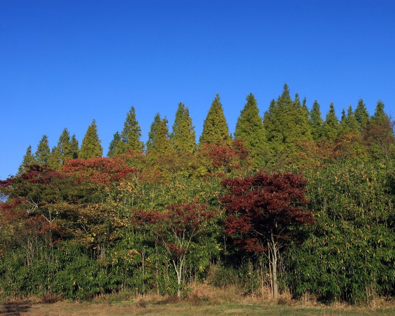 Japan Tour: Rokko Mountain leaves #24 - 1280x1024