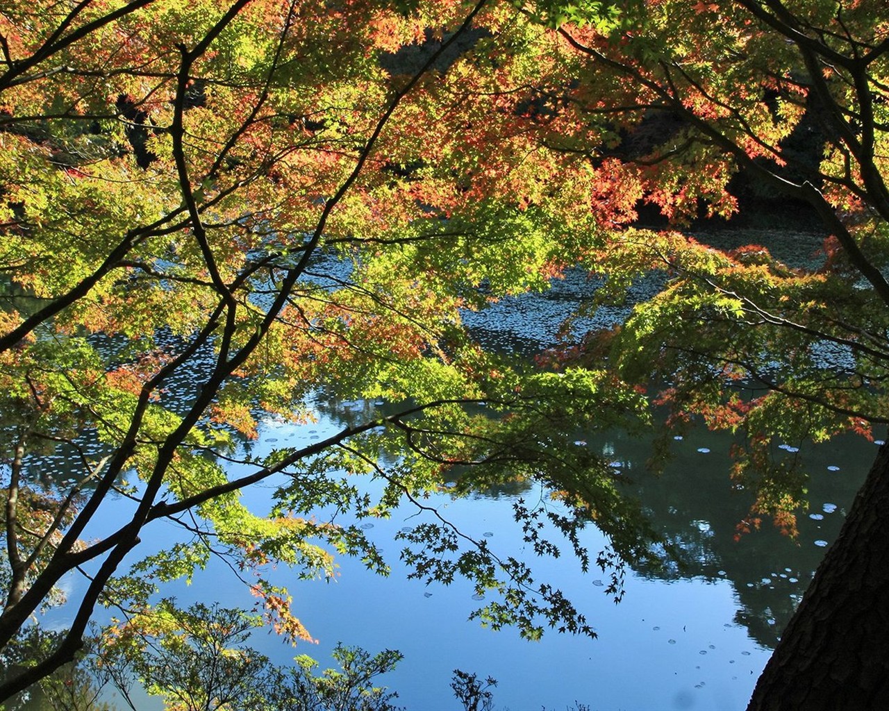 Japan Tour: Rokko Mountain leaves #25 - 1280x1024