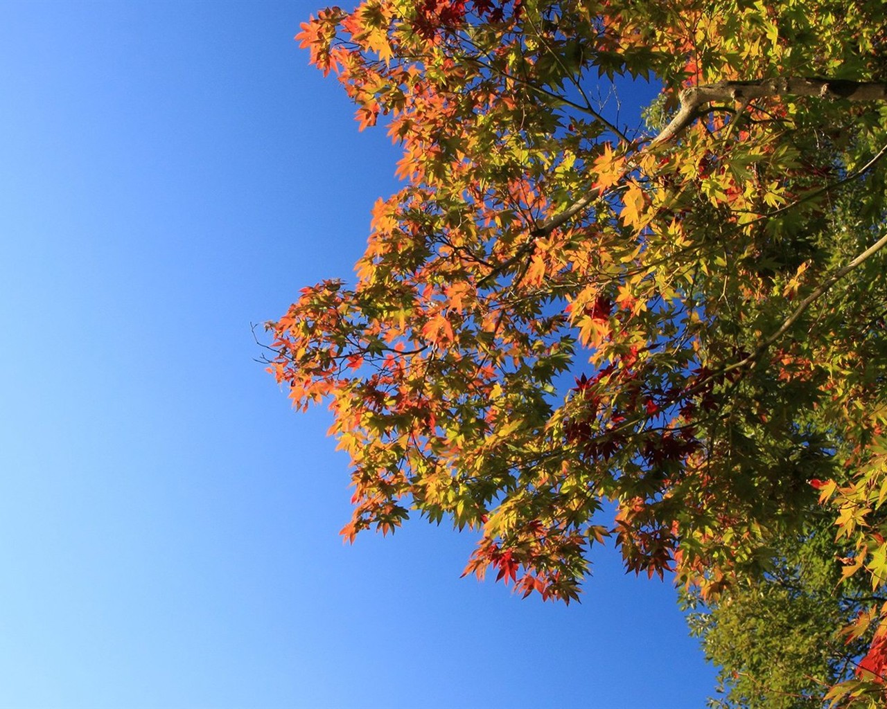 Japan Tour: Rokko Mountain leaves #32 - 1280x1024