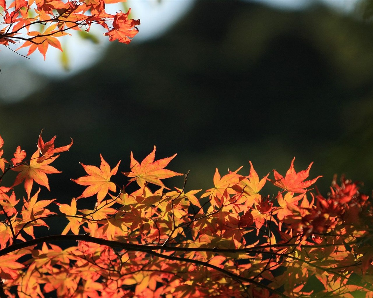 Japan Tour: Rokko Mountain leaves #34 - 1280x1024