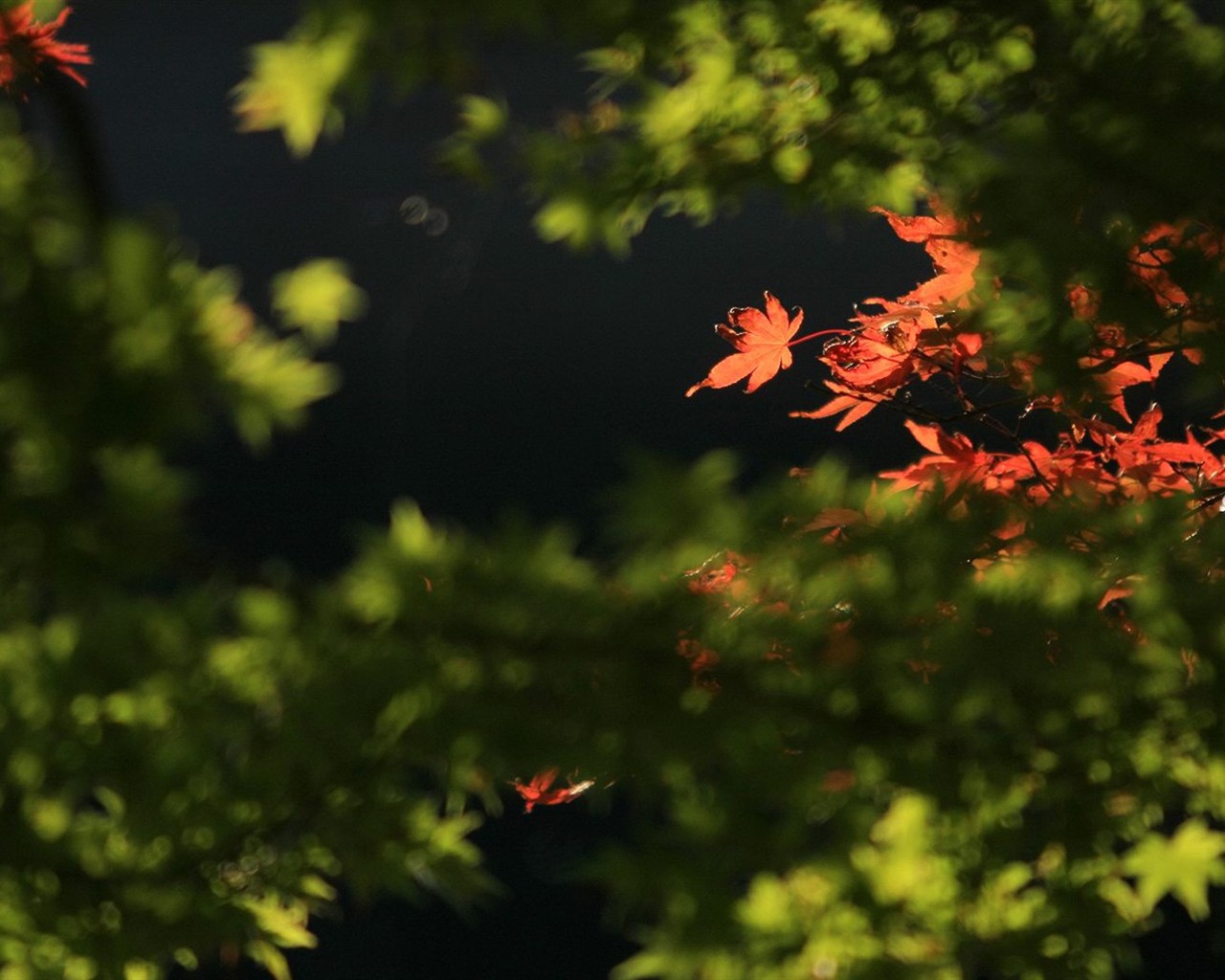 Japan Tour: Rokko Mountain leaves #35 - 1280x1024