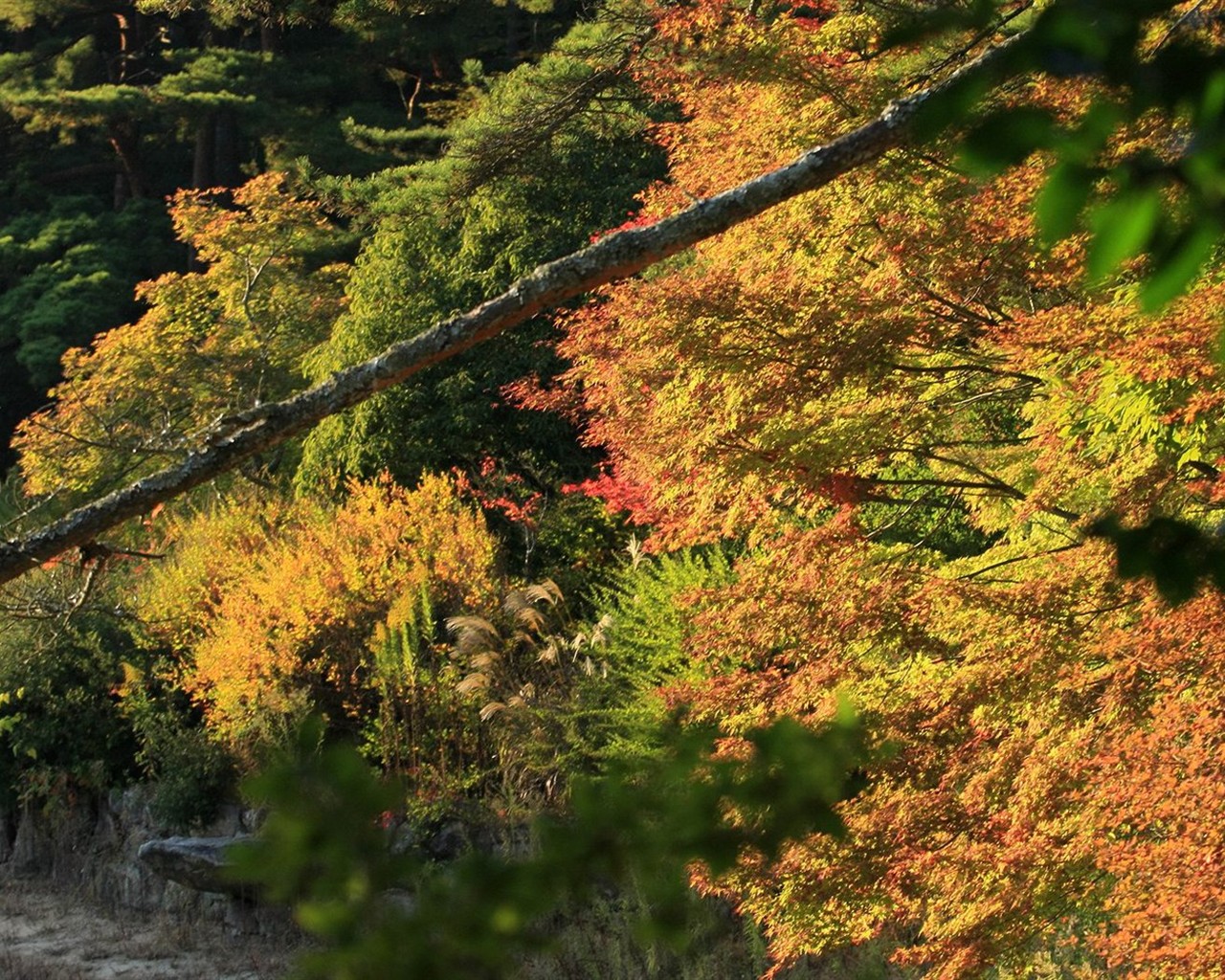 Japan Tour: Montañas Rokko hojas #36 - 1280x1024