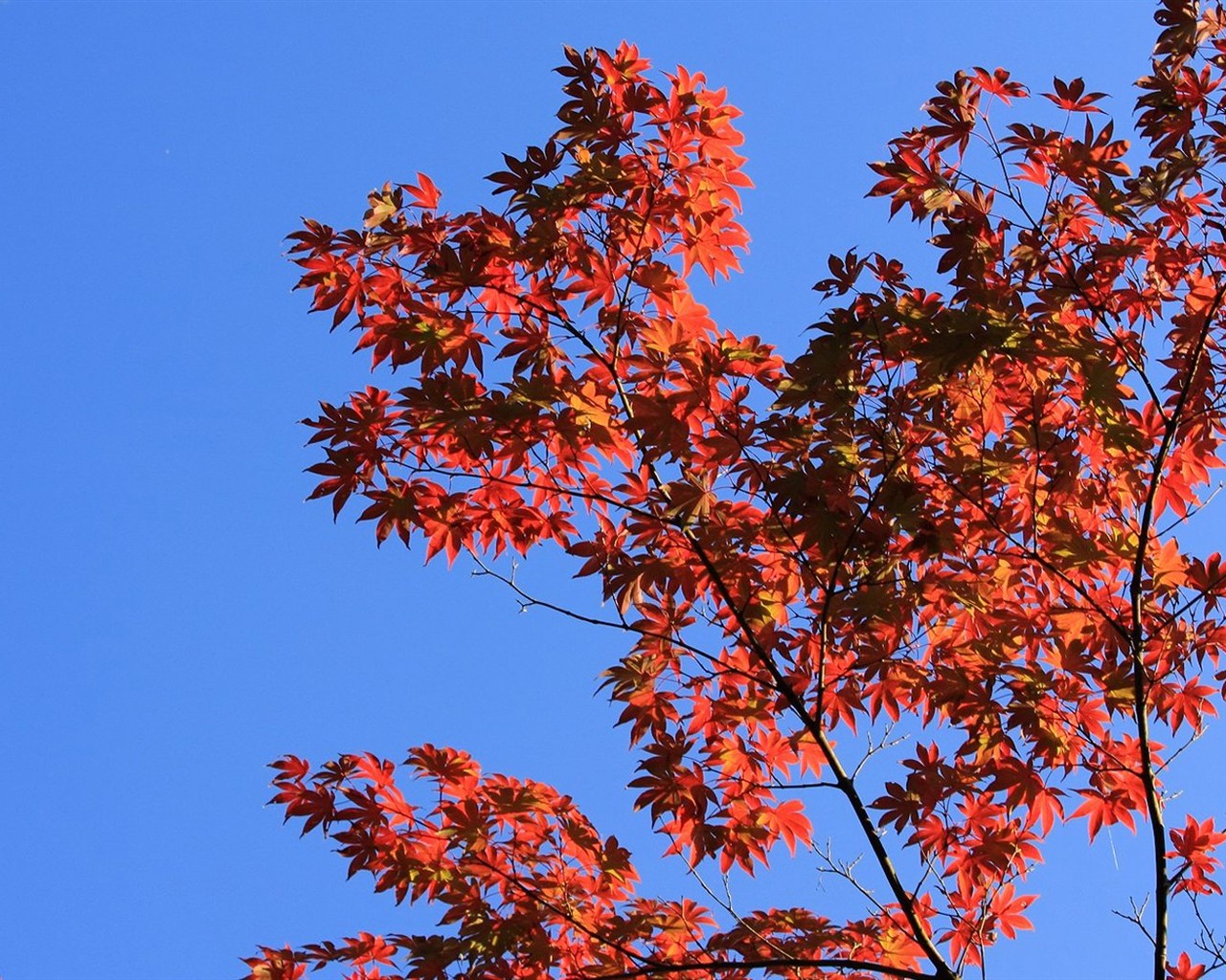 Japan Tour: Rokko Hory listy #37 - 1280x1024