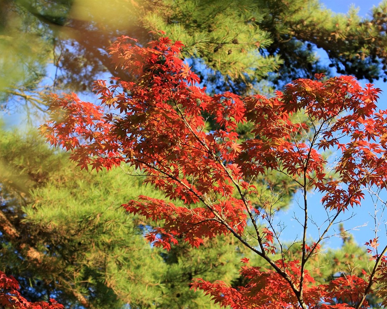 Japan Tour: Rokko Mountain leaves #38 - 1280x1024