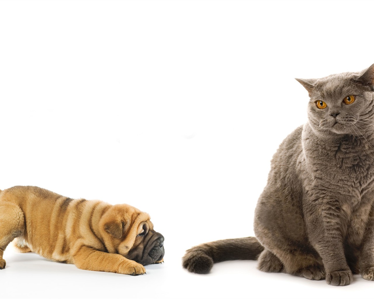 cat foto HD Tapety na plochu #2 - 1280x1024