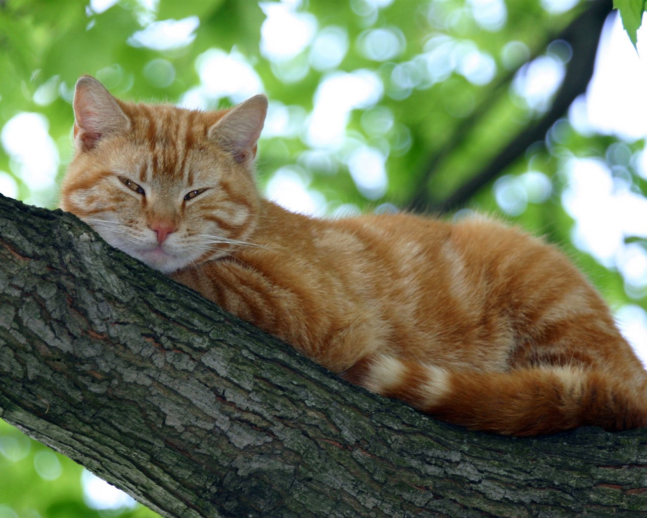cat foto HD Tapety na plochu #3 - 1280x1024