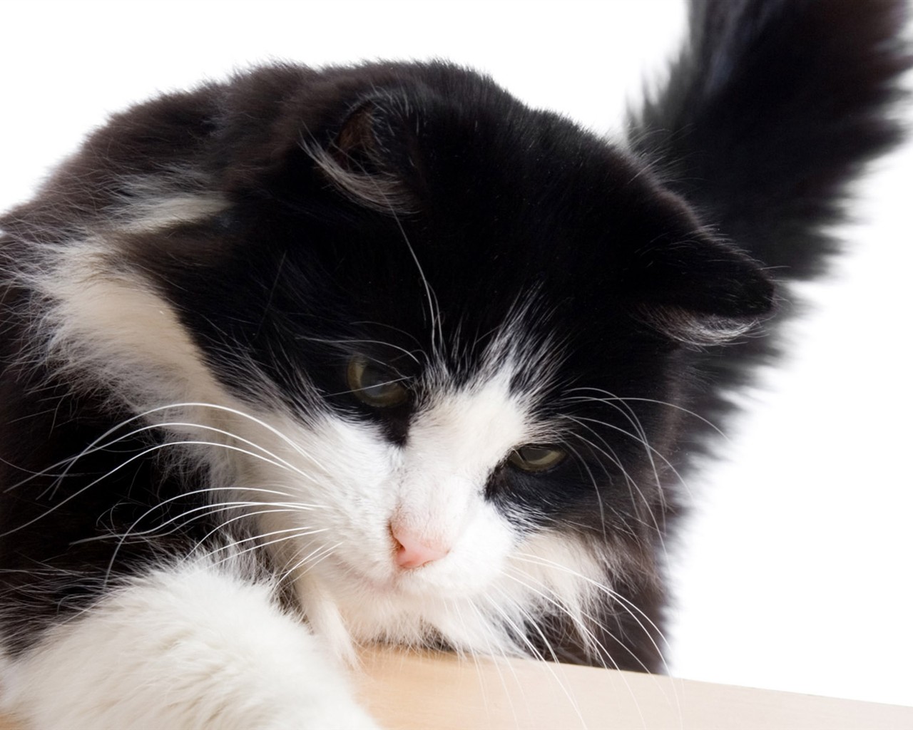 cat foto HD Tapety na plochu #4 - 1280x1024