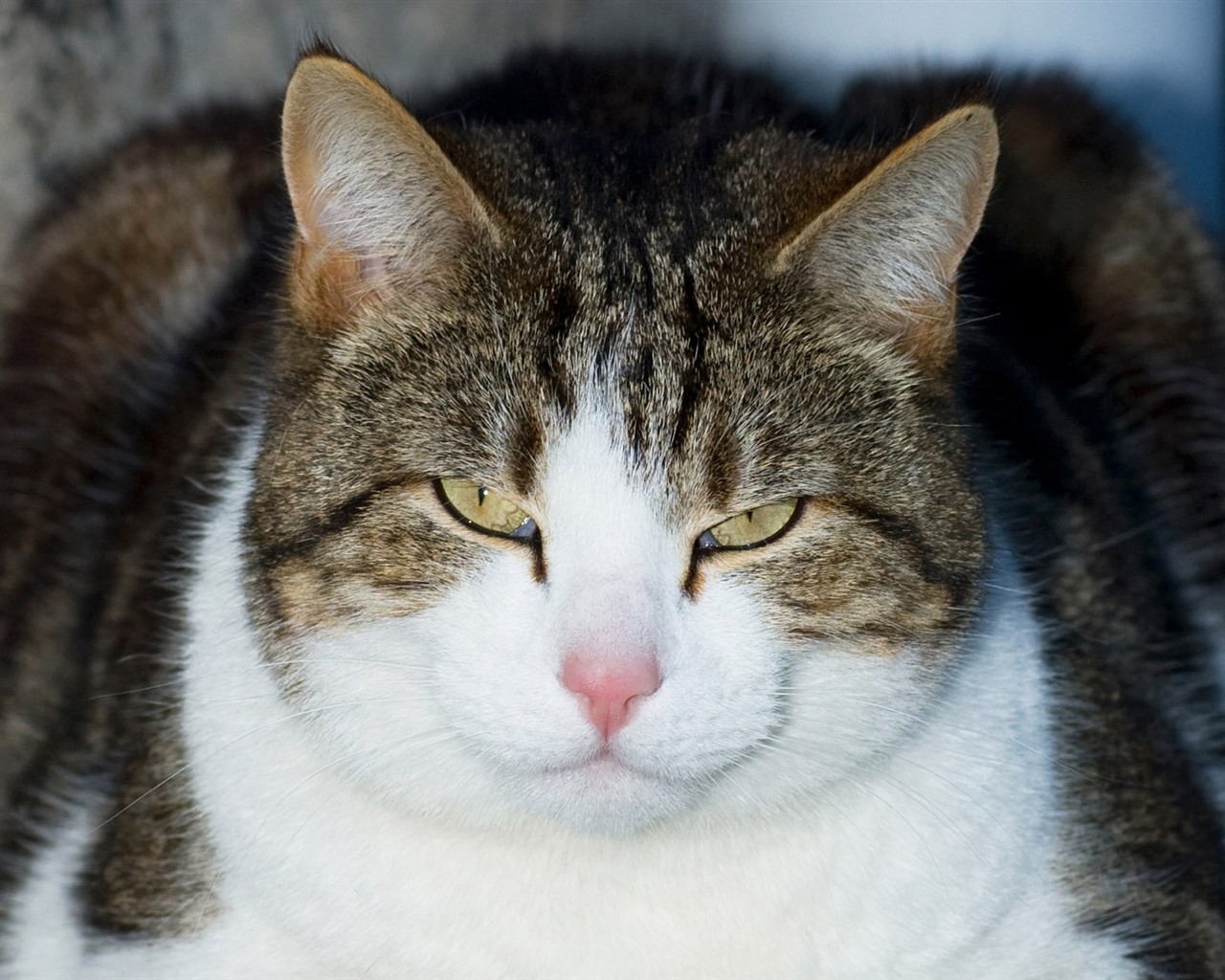 猫咪写真高清壁纸5 - 1280x1024