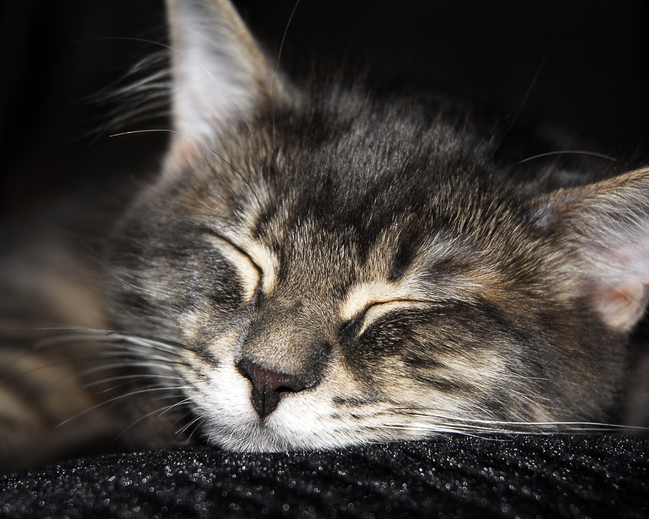 cat foto HD Tapety na plochu #9 - 1280x1024