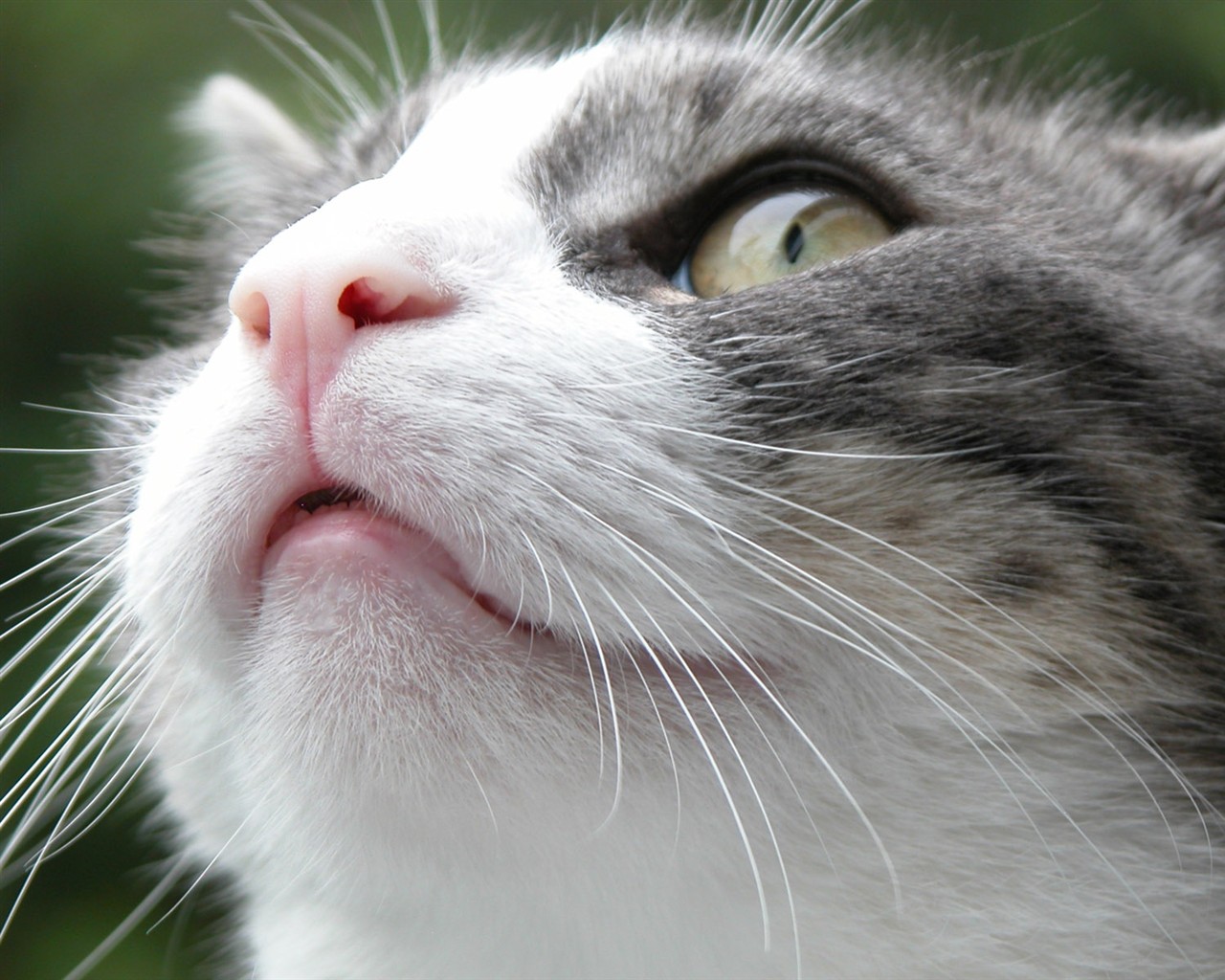 cat foto HD Tapety na plochu #10 - 1280x1024