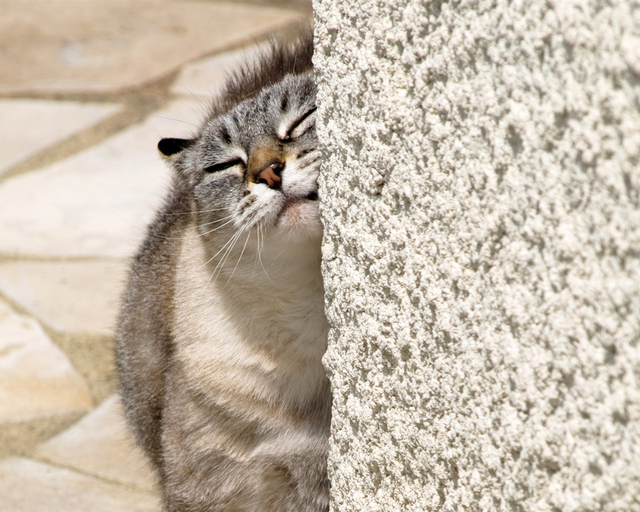 cat foto HD Tapety na plochu #11 - 1280x1024