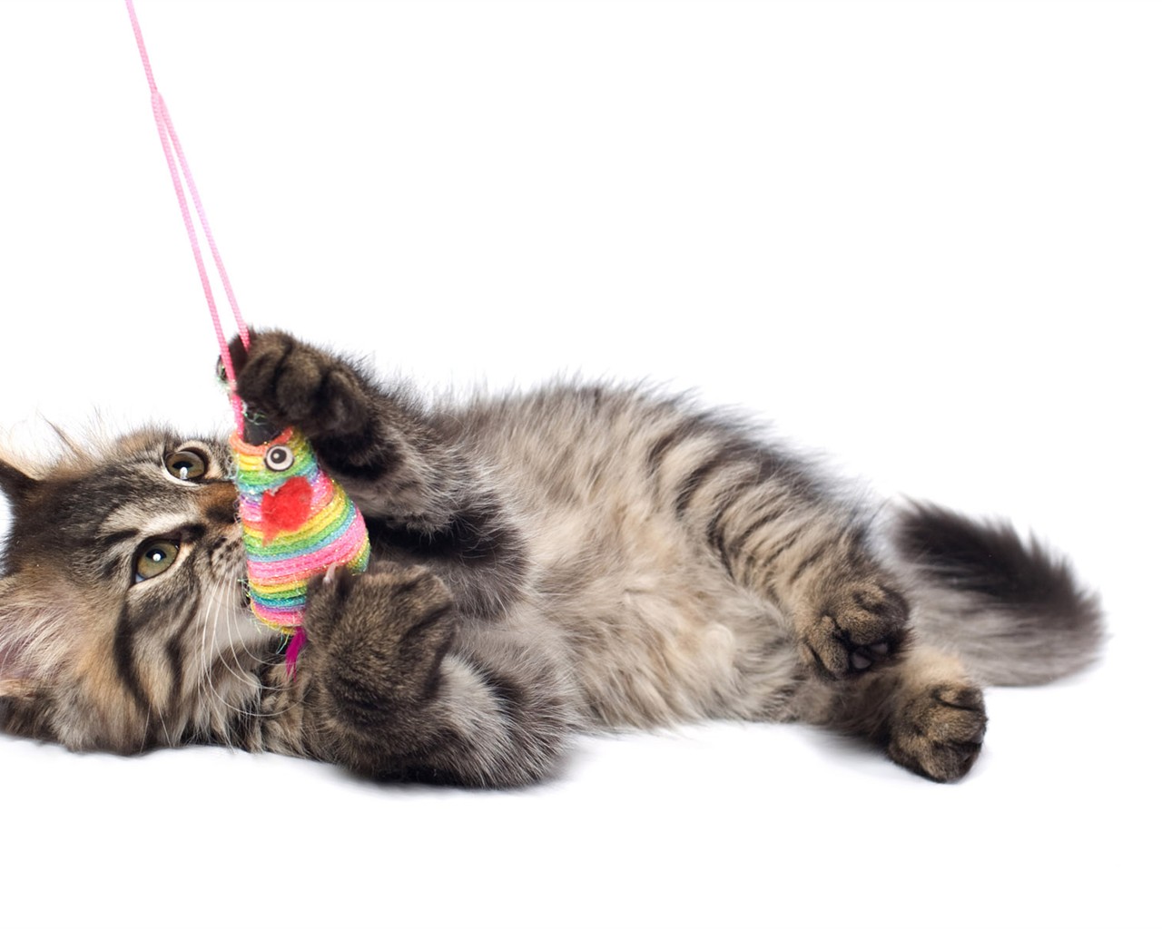 cat foto HD Tapety na plochu #12 - 1280x1024