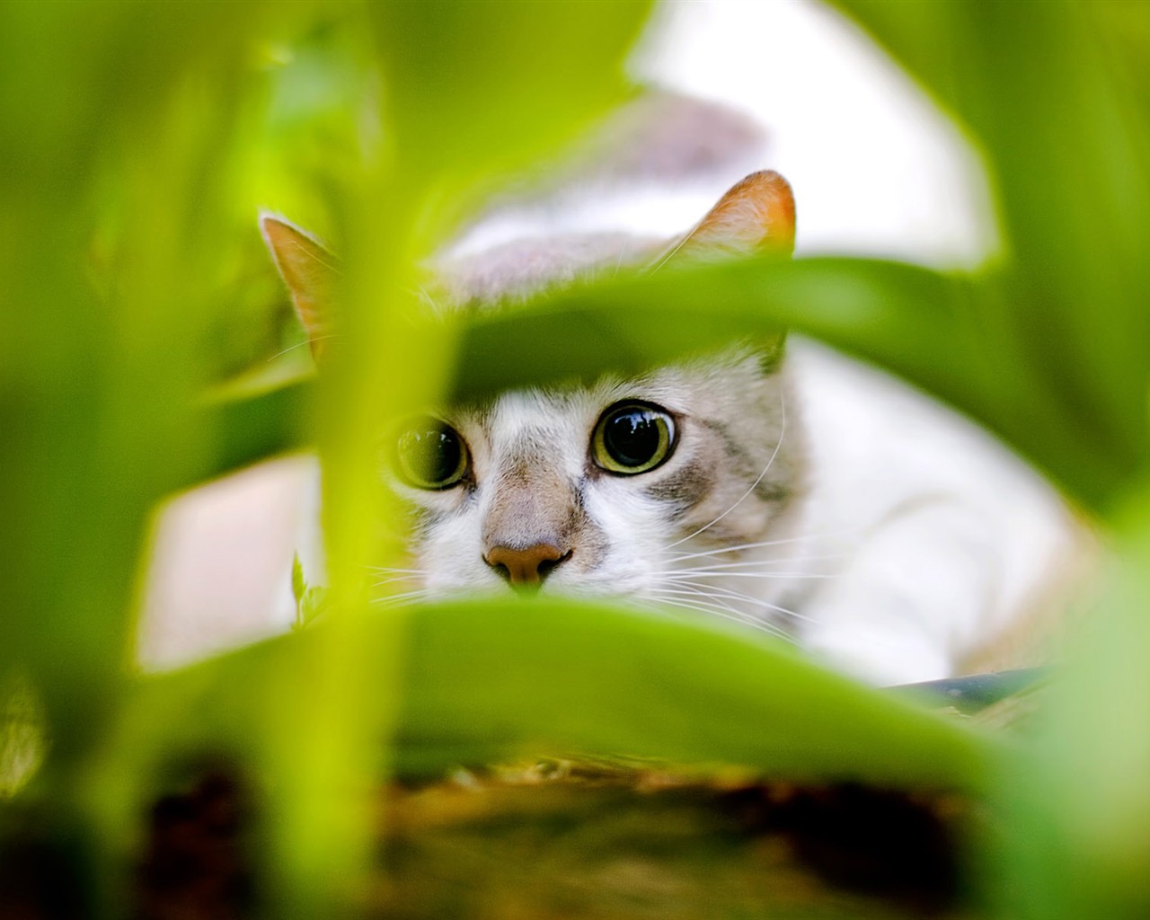 cat foto HD Tapety na plochu #14 - 1280x1024