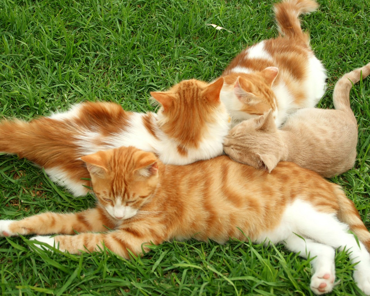 cat foto HD Tapety na plochu #15 - 1280x1024