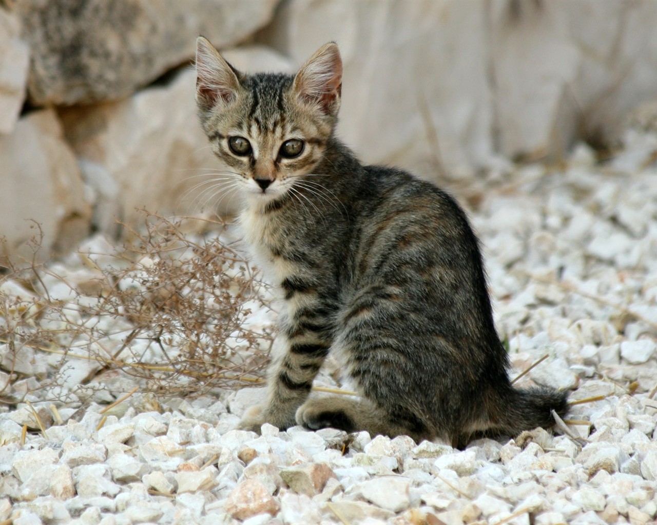 猫咪写真高清壁纸16 - 1280x1024