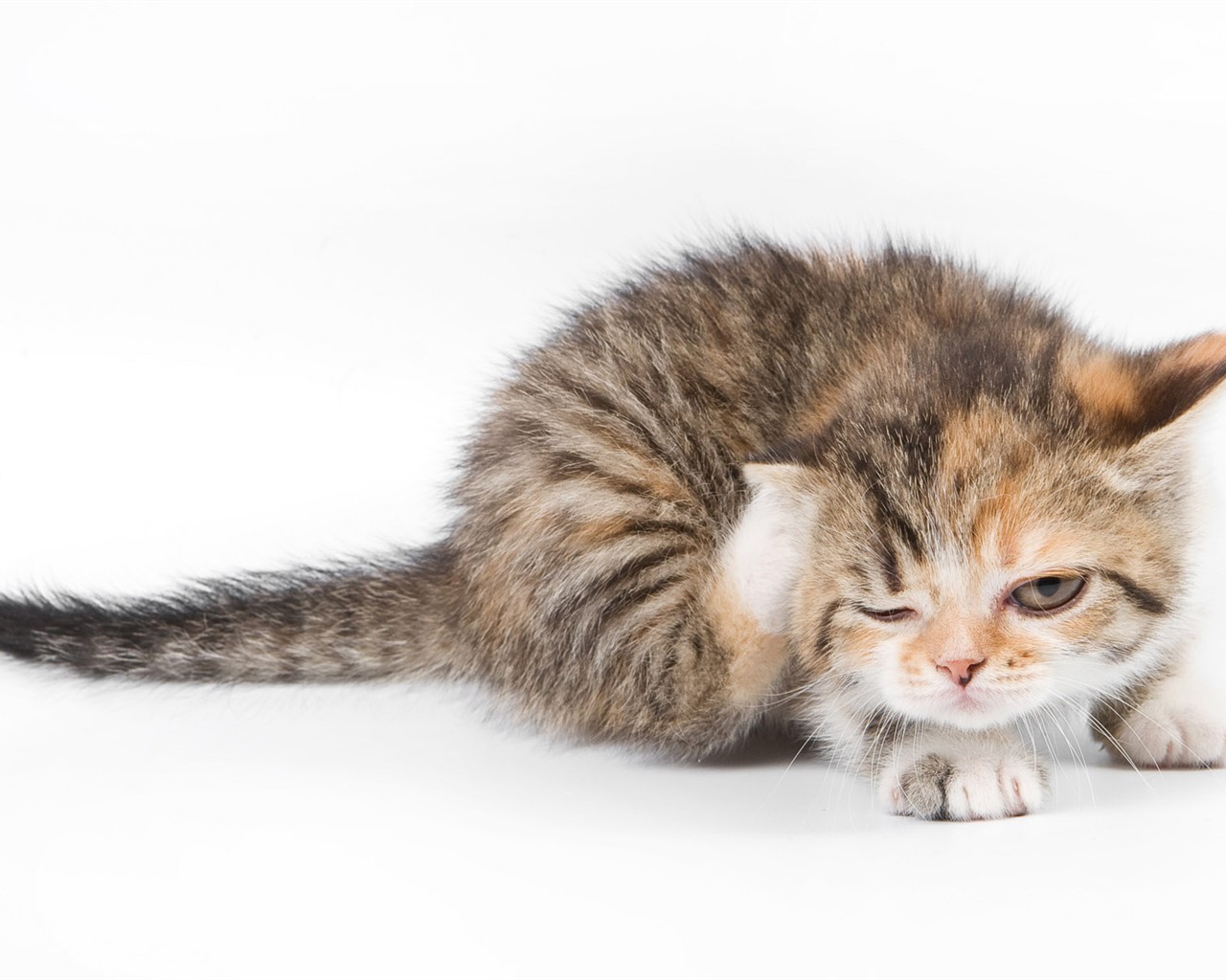 cat foto HD Tapety na plochu #18 - 1280x1024