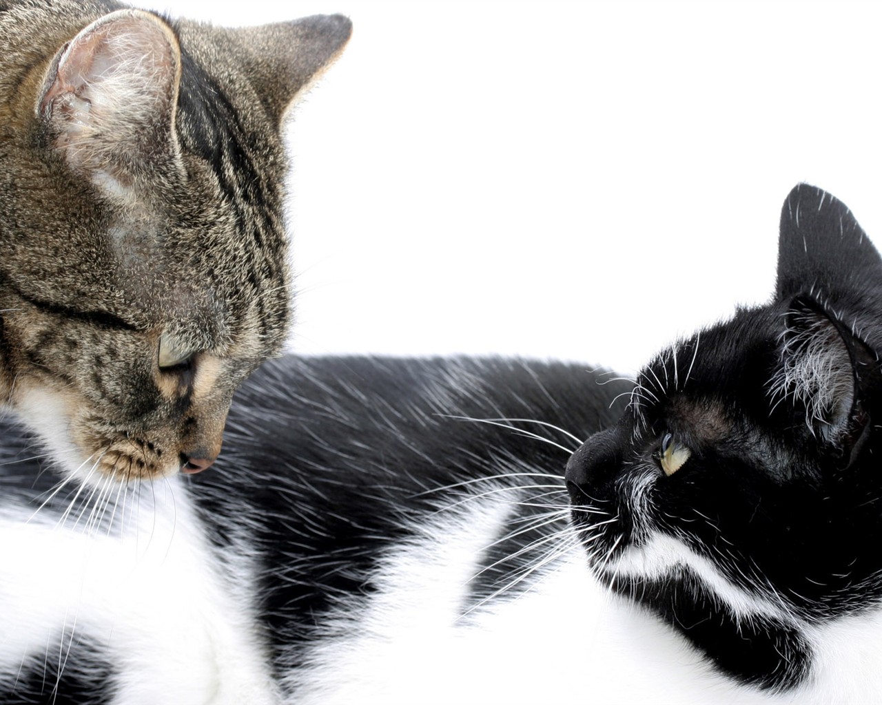 cat foto HD Tapety na plochu #20 - 1280x1024