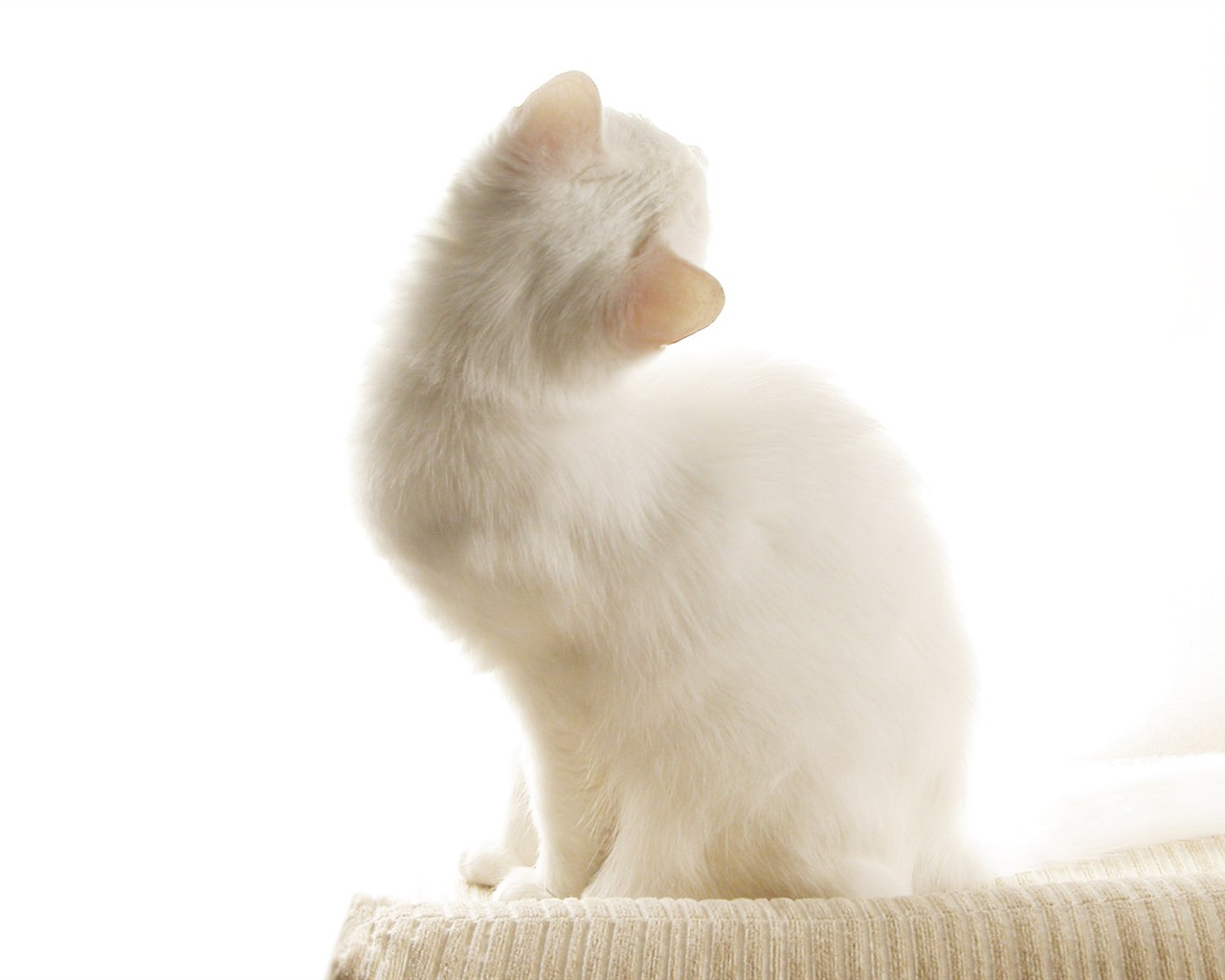 cat foto HD Tapety na plochu #21 - 1280x1024