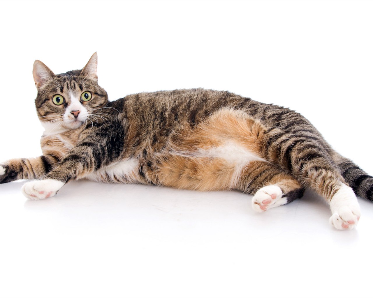 cat foto HD Tapety na plochu #23 - 1280x1024
