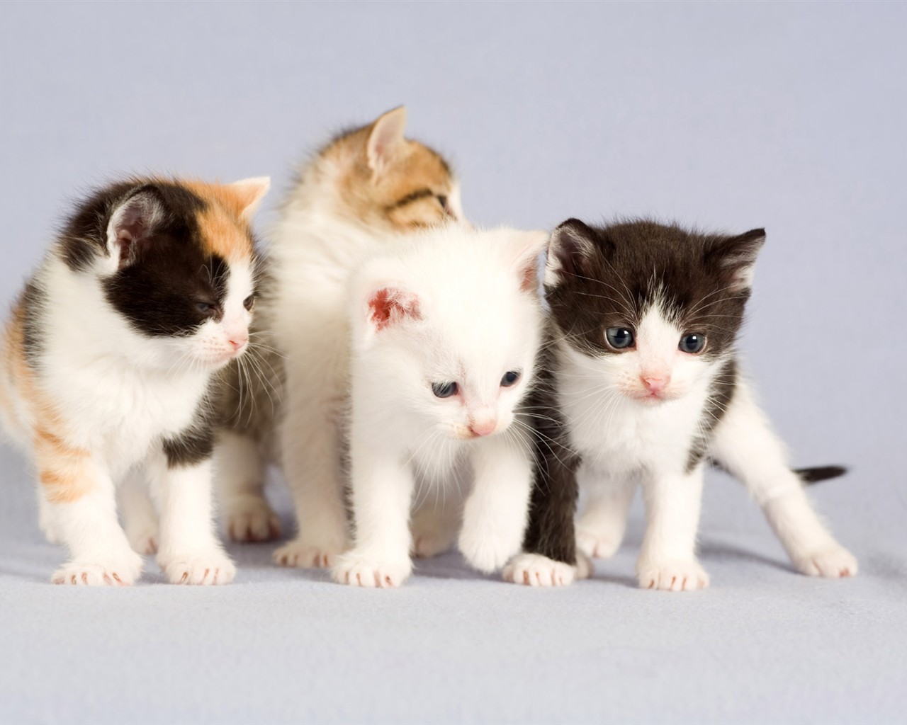 cat foto HD Tapety na plochu #24 - 1280x1024