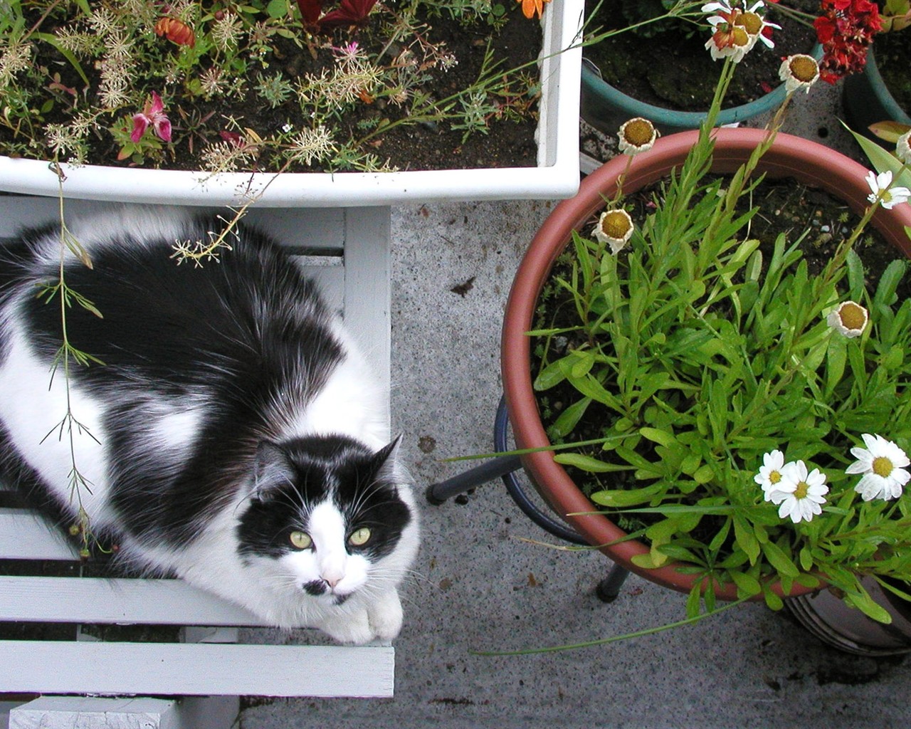 cat foto HD Tapety na plochu #25 - 1280x1024
