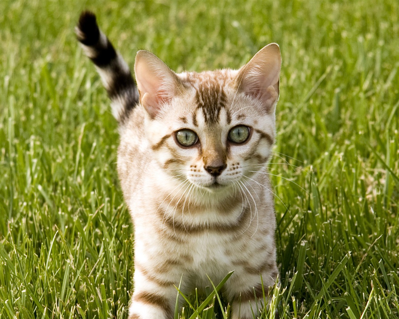 cat foto HD Tapety na plochu #26 - 1280x1024