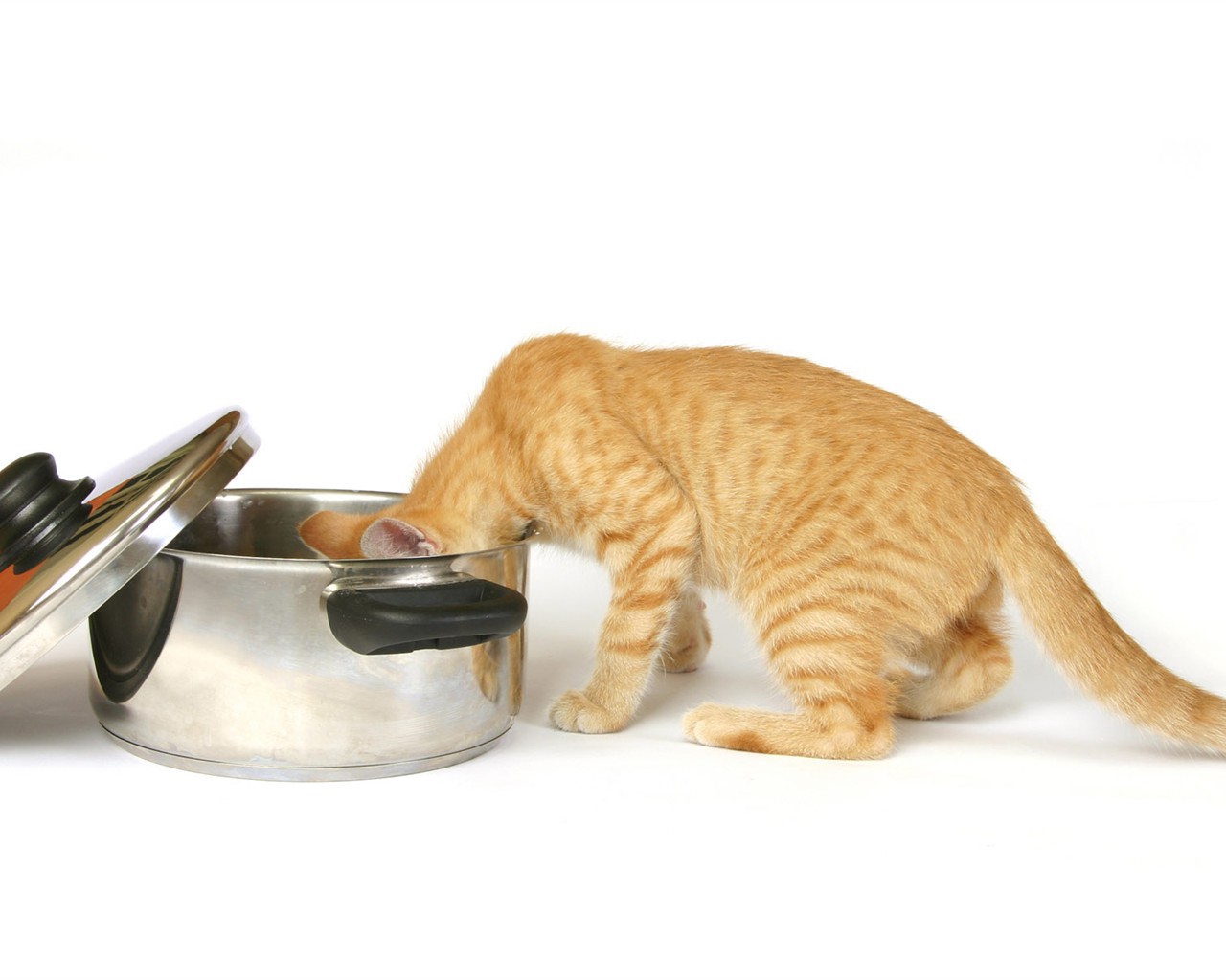 cat foto HD Tapety na plochu #27 - 1280x1024