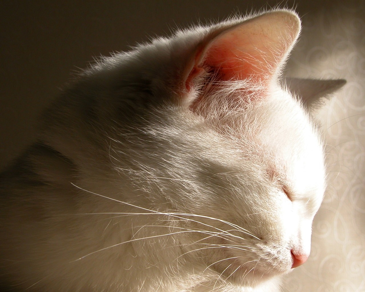 cat foto HD Tapety na plochu #28 - 1280x1024