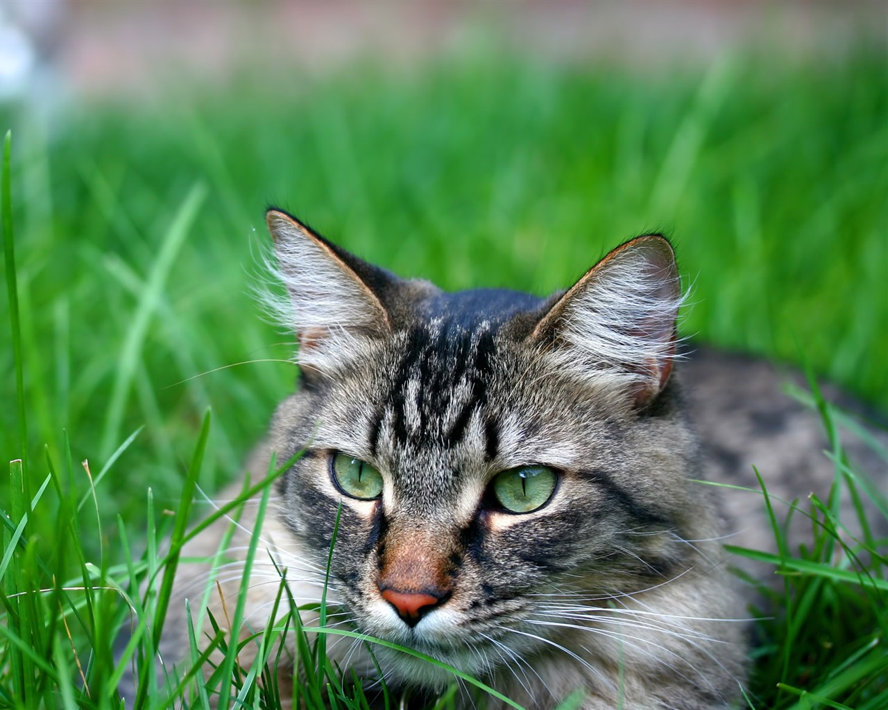 cat foto HD Tapety na plochu #29 - 1280x1024