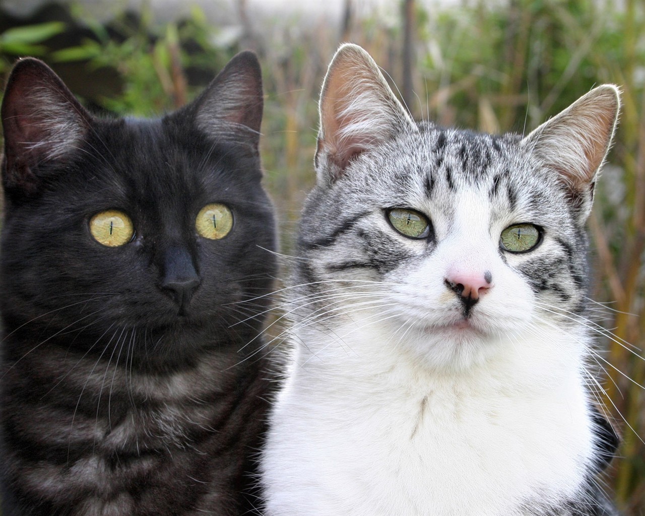 cat foto HD Tapety na plochu #30 - 1280x1024