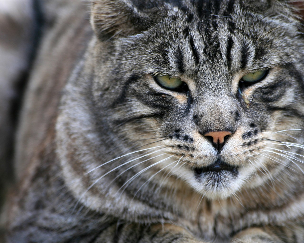 cat foto HD Tapety na plochu #31 - 1280x1024