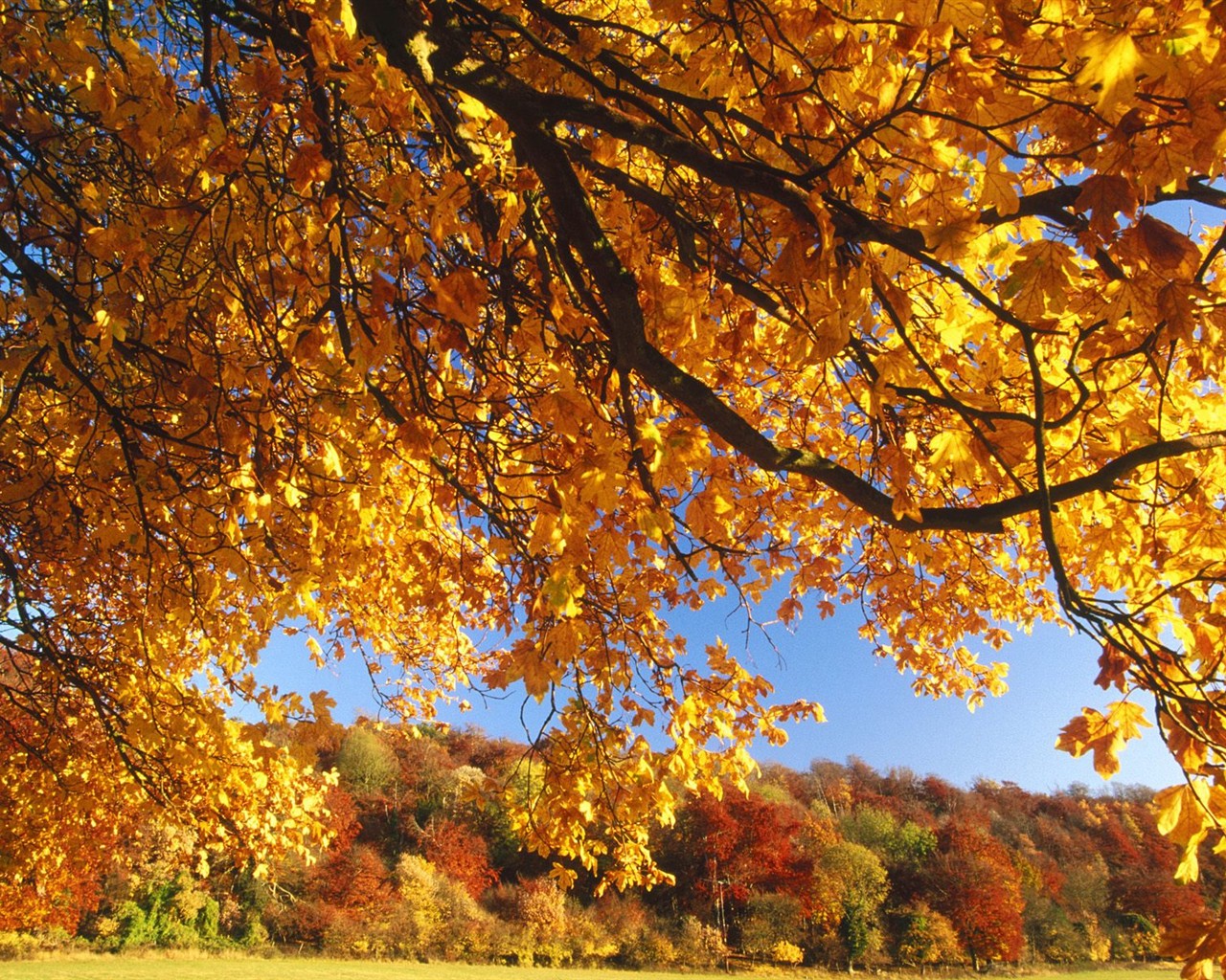 Dickes Herbstlandschaft Tapete #8 - 1280x1024