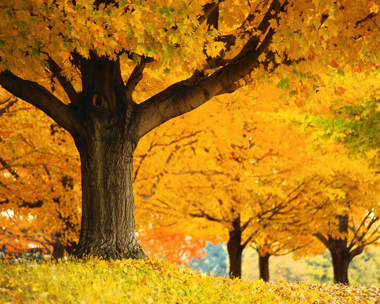 Dickes Herbstlandschaft Tapete #10 - 1280x1024