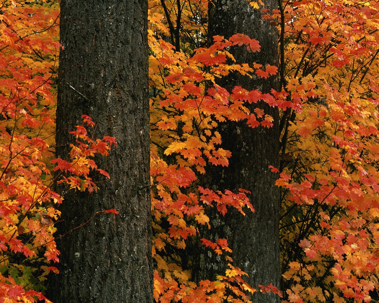 Dickes Herbstlandschaft Tapete #15 - 1280x1024