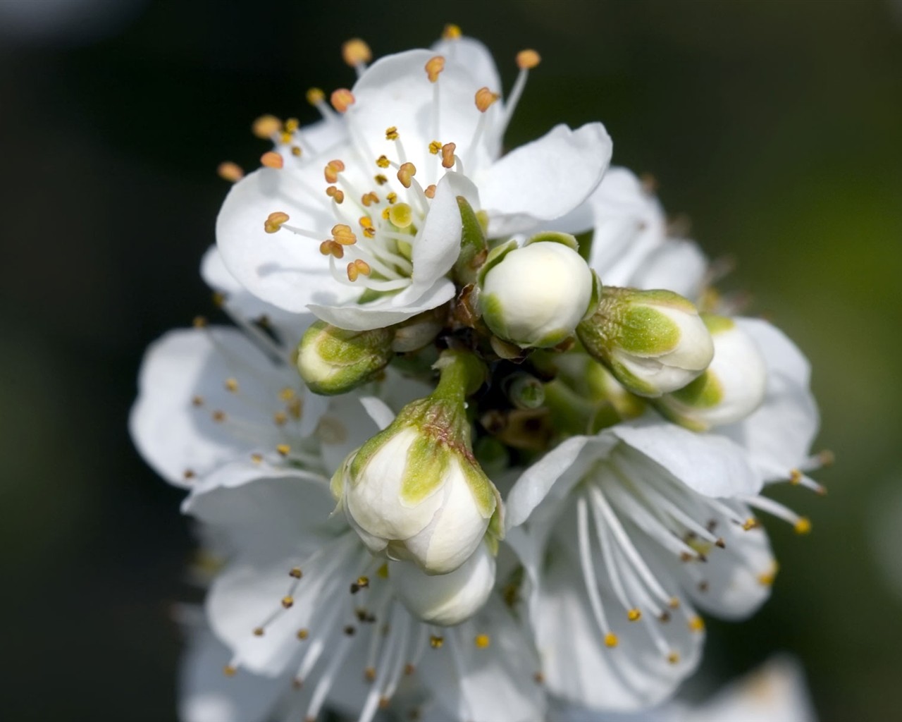 Fond d'écran HD de fleurs colorées #2 - 1280x1024