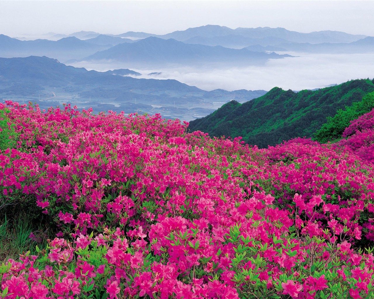 鲜艳夺目花朵高清壁纸3 - 1280x1024