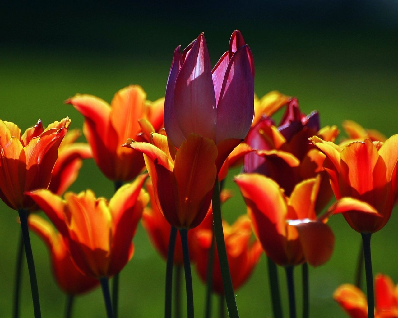 Fond d'écran HD de fleurs colorées #6 - 1280x1024