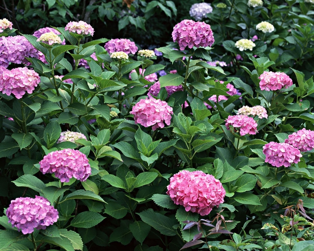 HD wallpaper with colorful flowers #9 - 1280x1024