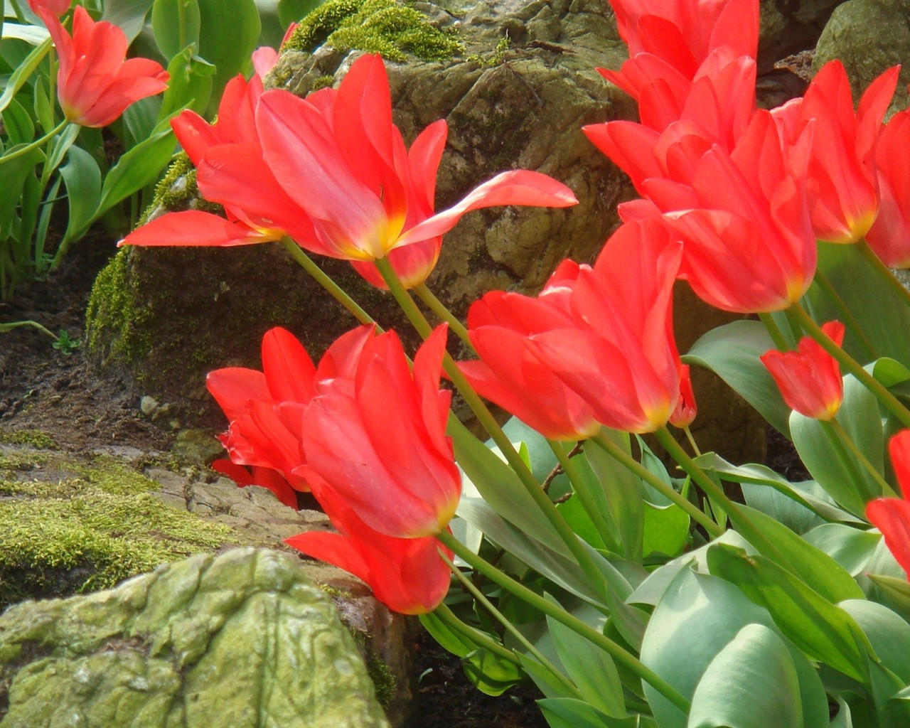 Fond d'écran HD de fleurs colorées #10 - 1280x1024