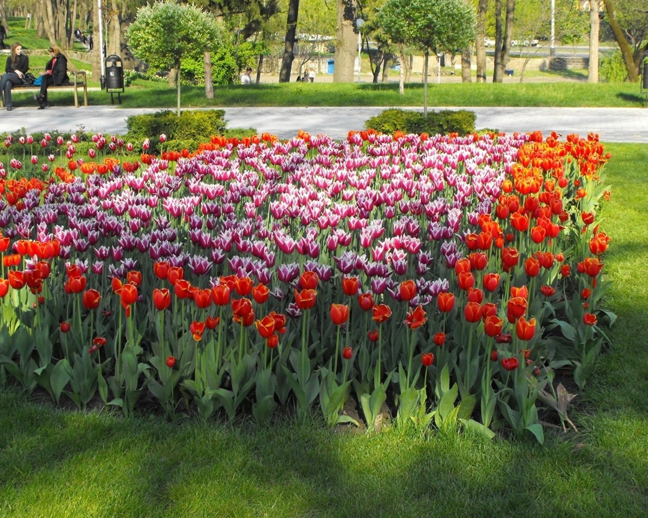 Fond d'écran HD de fleurs colorées #15 - 1280x1024