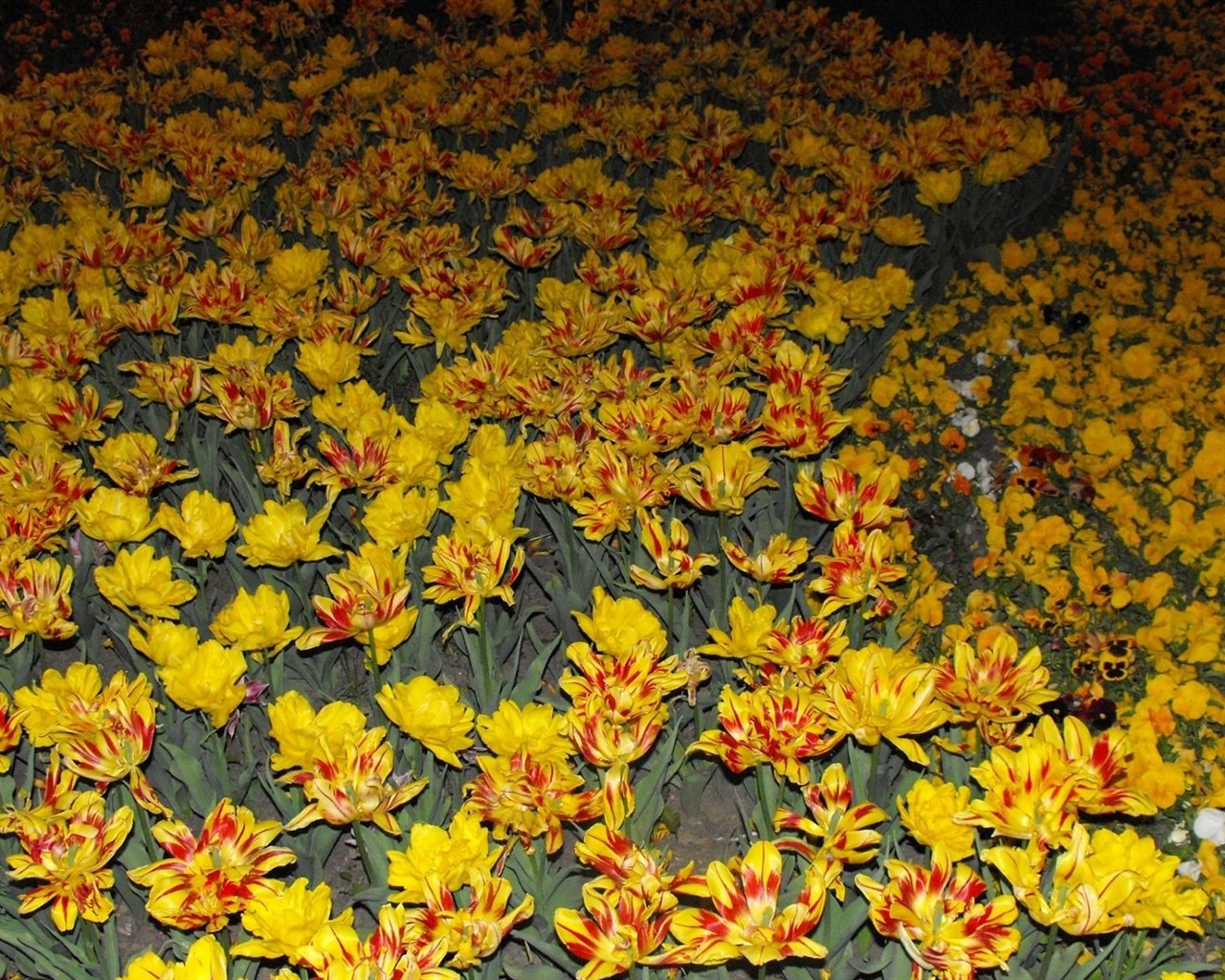 Fond d'écran HD de fleurs colorées #17 - 1280x1024