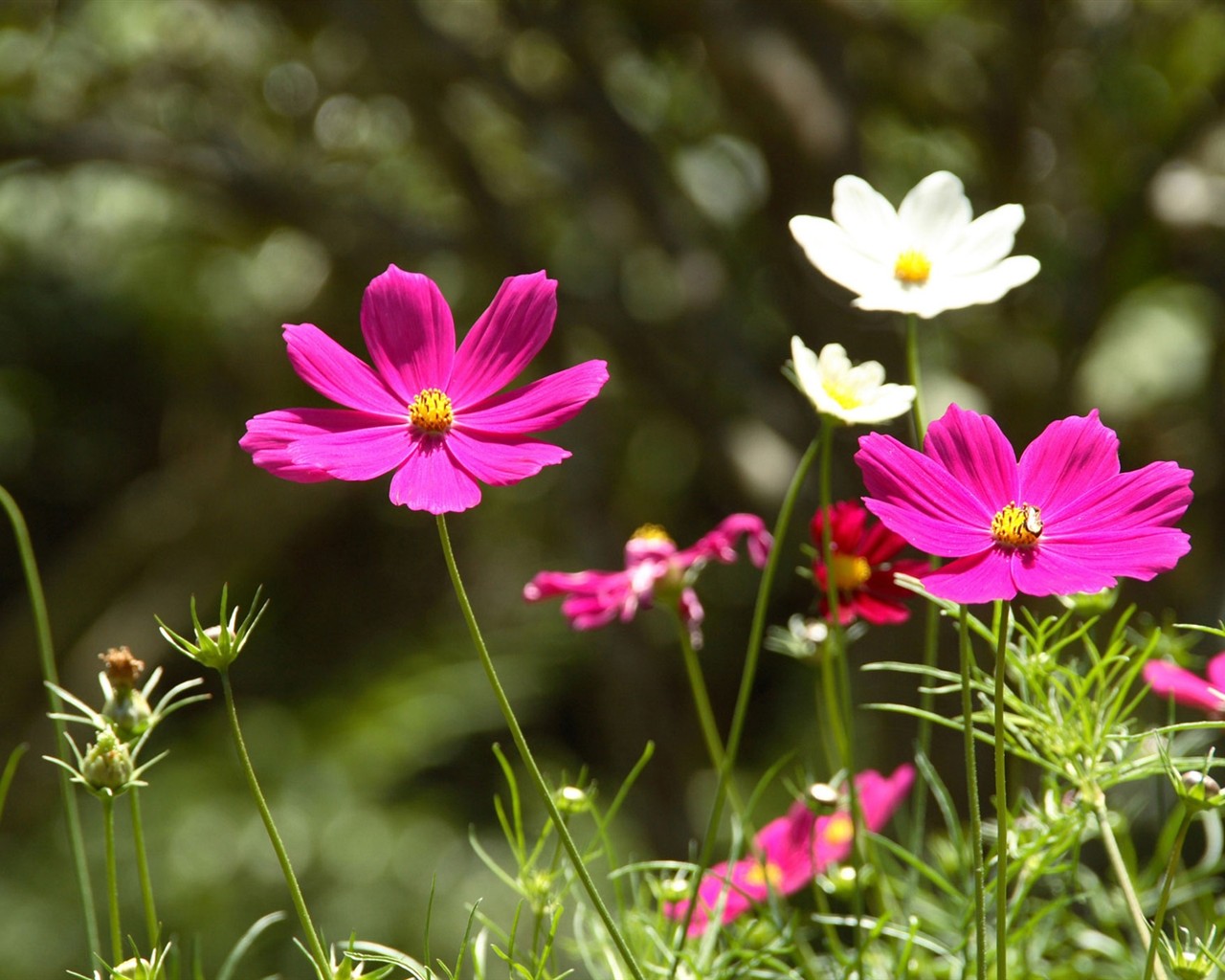 Fond d'écran HD de fleurs colorées #19 - 1280x1024