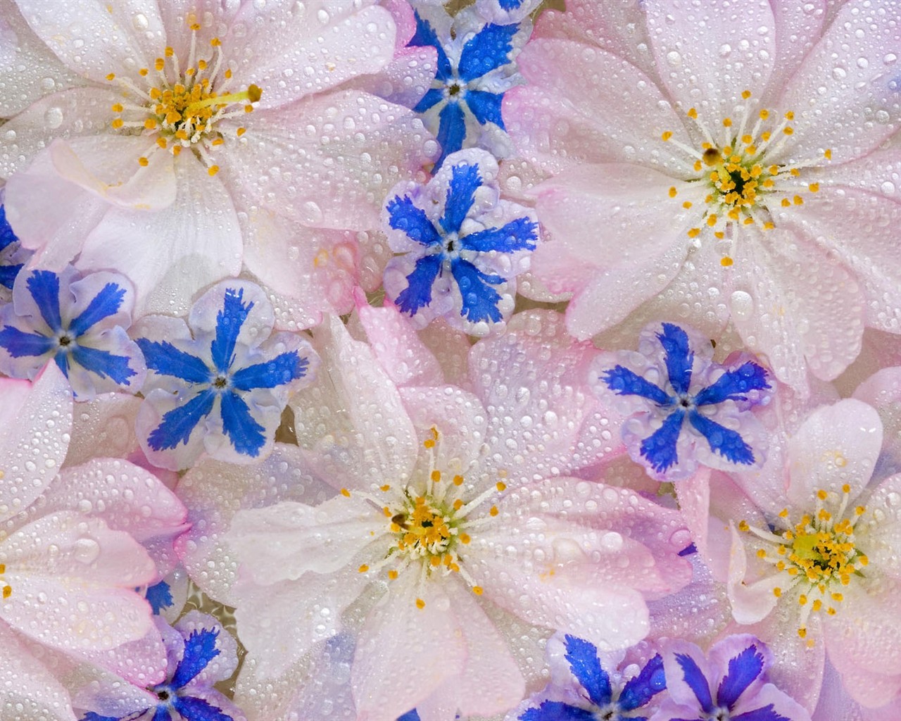 Fond d'écran HD de fleurs colorées #20 - 1280x1024